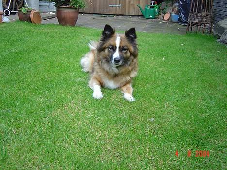 Islandsk fårehund Eyja billede 10