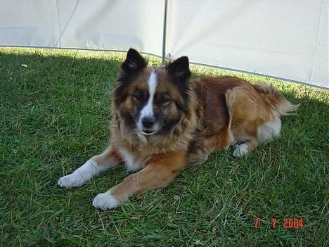 Islandsk fårehund Eyja billede 11