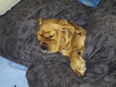 Amerikansk cocker spaniel Buffie - ligger lige og sover i mors of fars seng.. billede 11