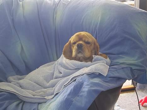 Amerikansk cocker spaniel Buffie - det er så hyggeligt at ligge her i varmen.. billede 12