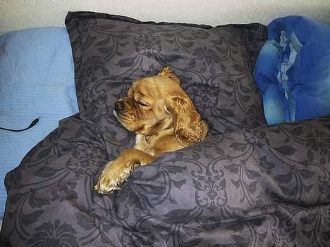 Amerikansk cocker spaniel Buffie - prøver stadig at sove.. billede 13