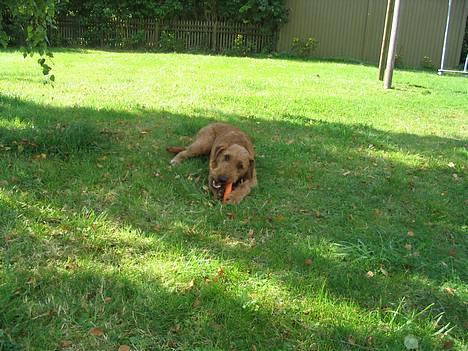 Irsk terrier Jeffi 13/2 - en gulerod smager faktis ret godt :o) billede 17