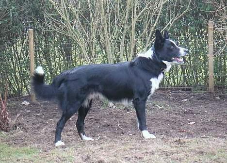 Border collie Indiana Jones "Indi" - RIP billede 15