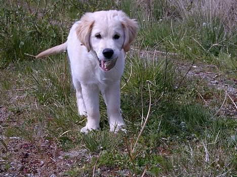 Golden retriever Chico - Chico ude i Lerskov Plantage billede 11