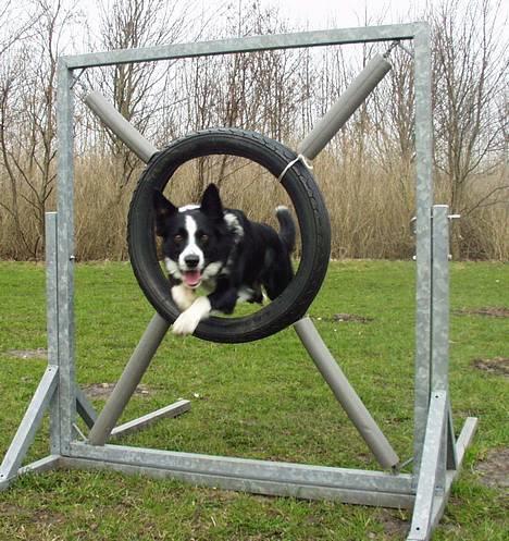 Border collie Indiana Jones "Indi" - RIP - Agilityhunden Indi billede 11