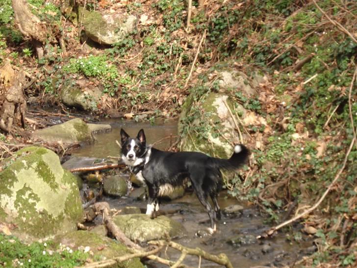 Border collie Indiana Jones "Indi" - RIP billede 19