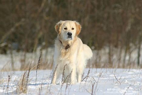 Golden retriever Chico - Billedet er fra her i Februar 2005, hvor den første rigtige sne faldt billede 14