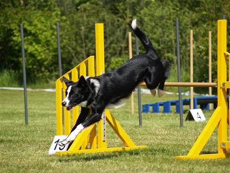 Border collie Indiana Jones "Indi" - RIP - Indi til stævne billede 12