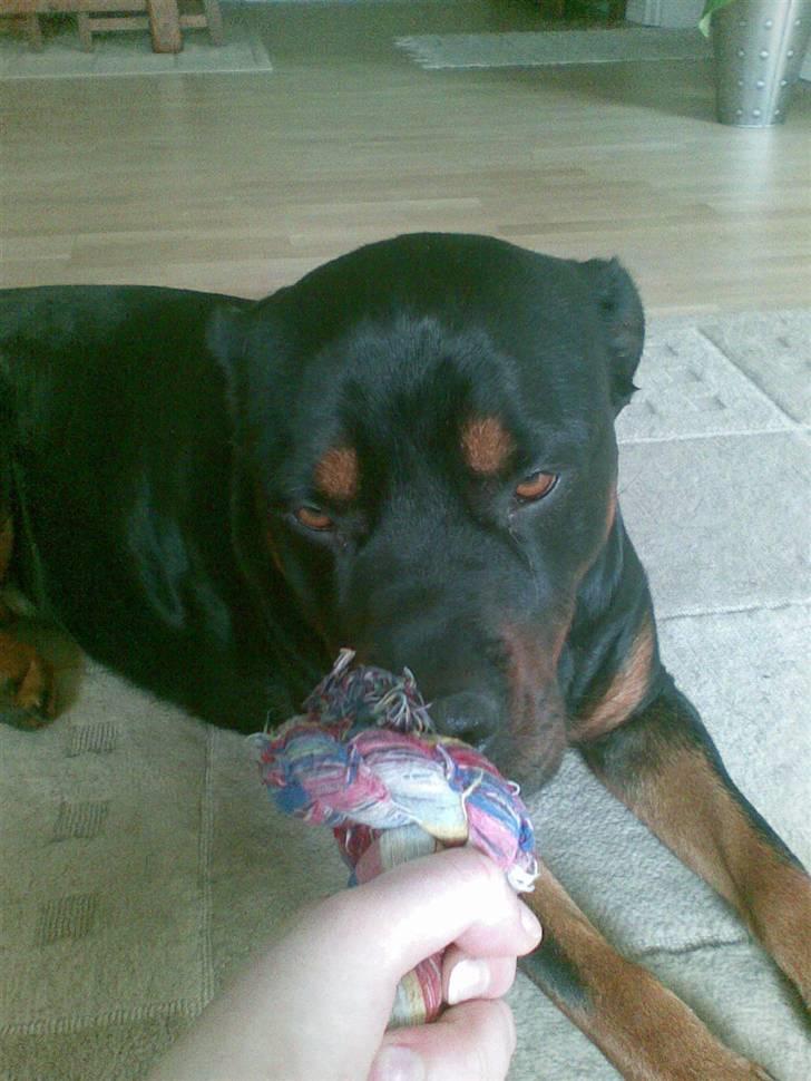 Rottweiler Fia - Det er mit reb. billede 1