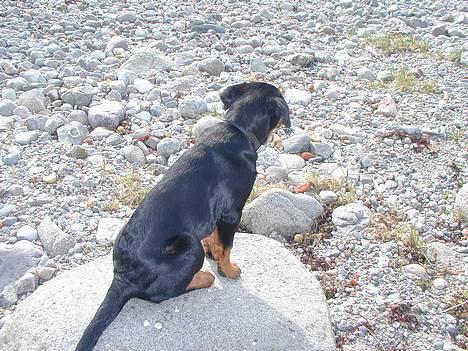 Rottweiler Fia - Se hvor stolt hun er. billede 2