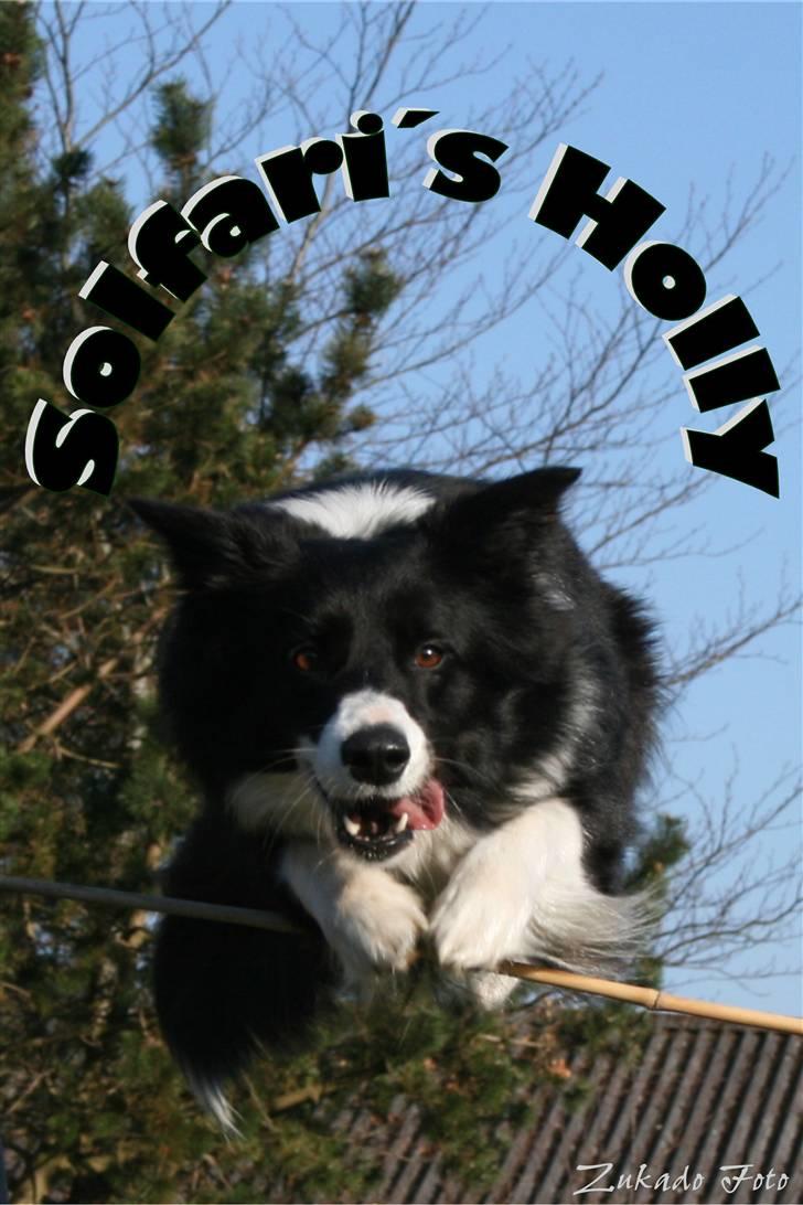 Border collie Solfari´s Holly <3 - Her er jeg så! billede 13