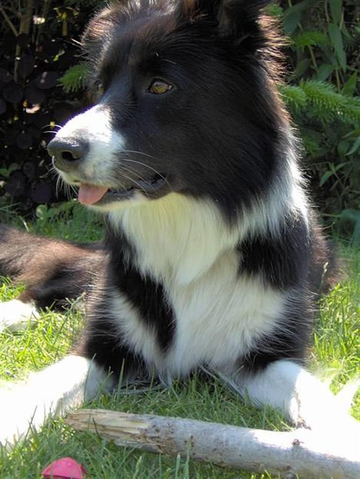 Border collie Solfari´s Holly <3 - jeg har fået øje på noget.... tungen lige i munden! billede 14