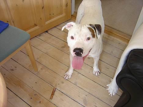 Amerikansk bulldog Skipper R.I.P - Skippernasen billede 11