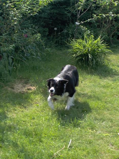 Border collie Solfari´s Holly <3 - Holly i hyrdeposition. billede 16