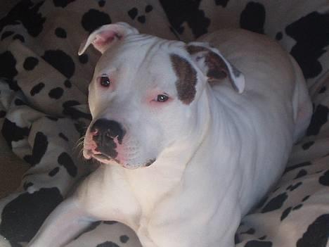 Amerikansk bulldog Skipper R.I.P - Hvad så billede 12