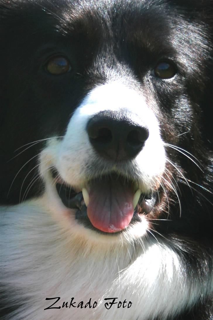 Border collie Solfari´s Holly <3 - Smuksakken ;) billede 17