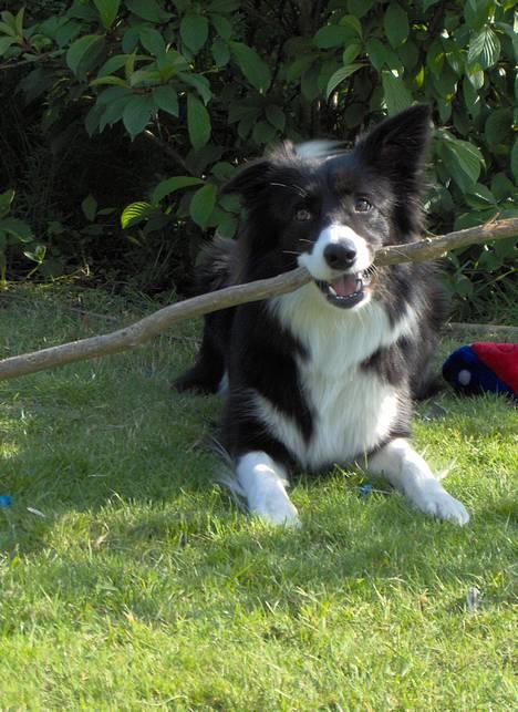 Border collie Solfari´s Holly <3 - Det er Miin pind! ;p billede 19