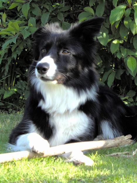 Border collie Solfari´s Holly <3 - holly  billede 20