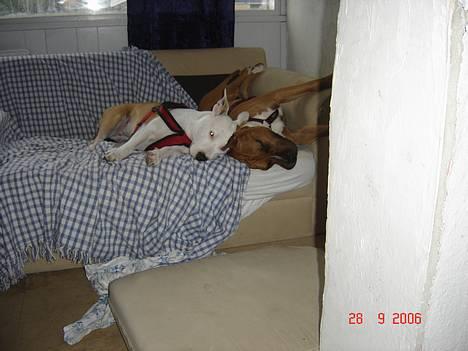 Amerikansk staffordshire terrier NA Eris Angel *Solgt* - Dette er vores helt egen sofa... Den står på verandaen... Man sover godt i den ;0) billede 11