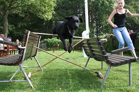 Labrador retriever *Freja* (Min MulMul) - Min veninde Signe Springer med freja Fotograf: Mig (Anna 13 år) billede 15