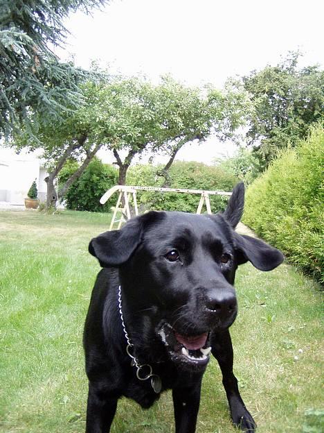 Labrador retriever *Freja* (Min MulMul) - Hehe HVAD? Fotograf: Mig (Anna 13 år) billede 17
