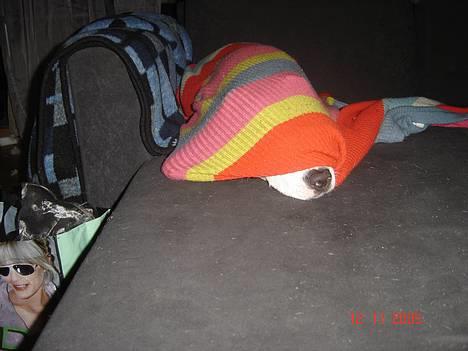 Amerikansk staffordshire terrier NA Eris Angel *Solgt* - tit  tit hvor er angel?? billede 12