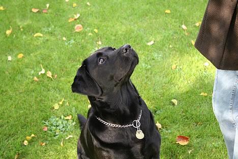 Labrador retriever *Freja* (Min MulMul) - Godbid? Fotograf: Mig (Anna 13 år) billede 18