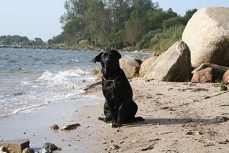 Labrador retriever *Freja* (Min MulMul) - "skal jeg bare sidder her?" Nåhh Min lille mus Fotograf: Mig (Anna 13 år) billede 19