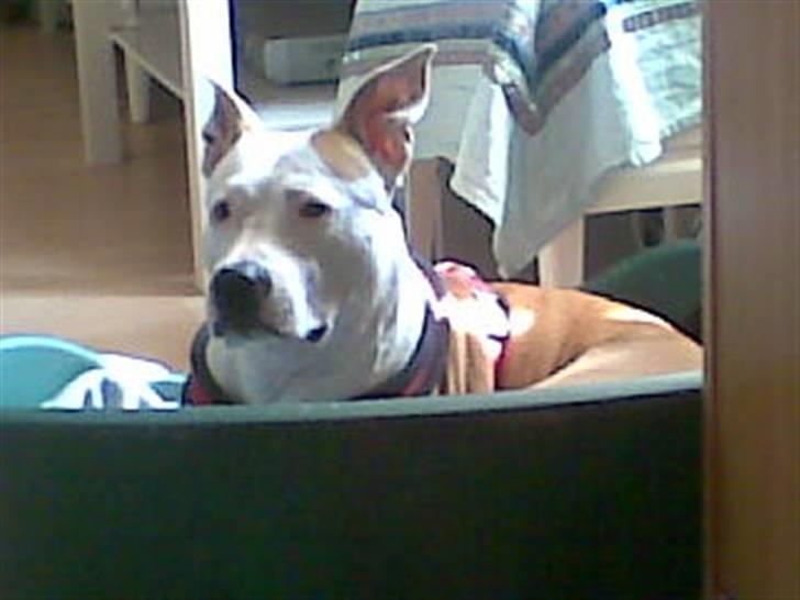 Amerikansk staffordshire terrier NA Eris Angel *Solgt* - Sidste billed fra min ferie hos farmor... billede 13