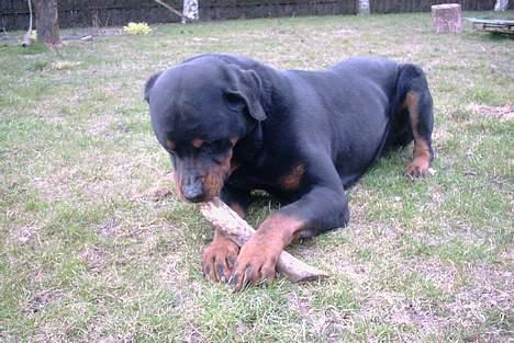 Rottweiler Kolja(Død) billede 12