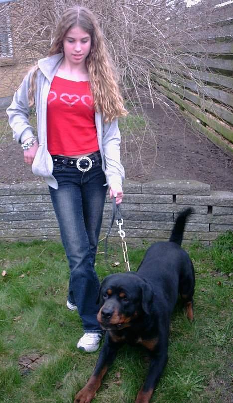 Rottweiler Kolja(Død) billede 13