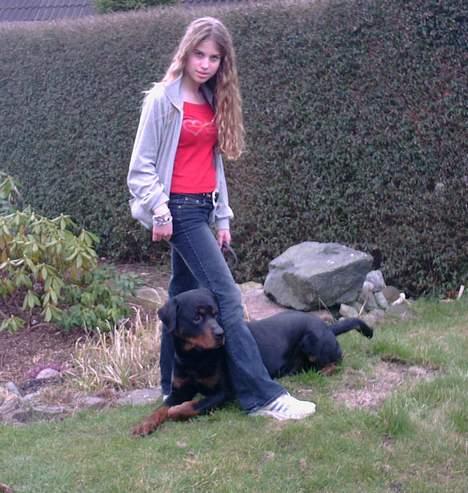 Rottweiler Kolja(Død) billede 14