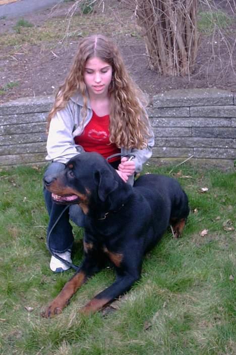 Rottweiler Kolja(Død) billede 15