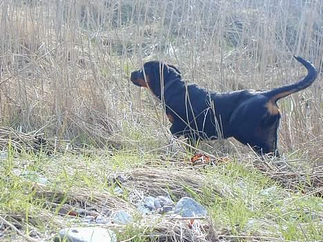 Rottweiler Fia - Hvad mon hun har fundet? billede 3