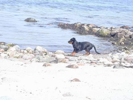 Rottweiler Fia - Shit vandet kommer billede 4