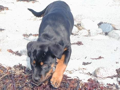Rottweiler Fia - Mums tang... billede 5