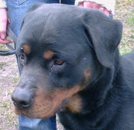 Rottweiler Kolja(Død) billede 16