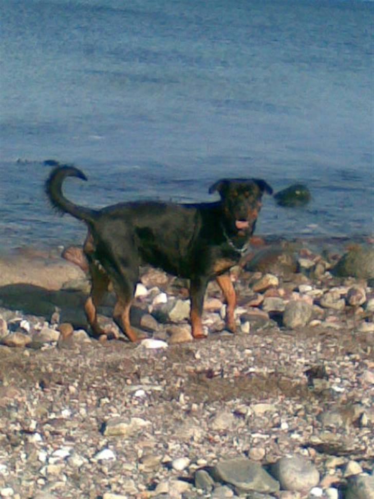 Rottweiler Fia - Jeg har styr på hvor du er. billede 6