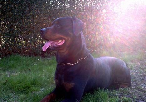 Rottweiler Kolja(Død) billede 17