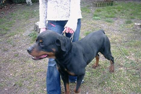 Rottweiler Kolja(Død) billede 18