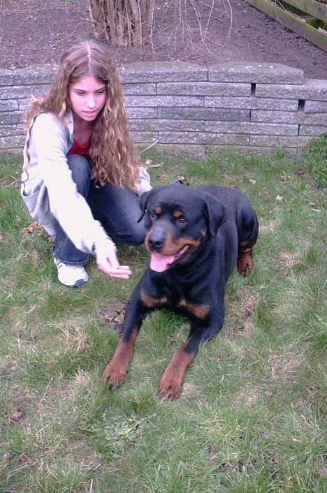 Rottweiler Kolja(Død) billede 19