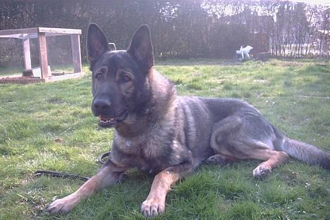 Schæferhund Wiliam (død) billede 7