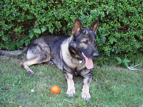 Schæferhund Wiliam (død) billede 5