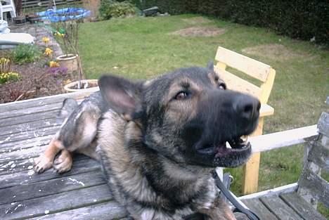 Schæferhund Wiliam (død) - ligner jeg en ulv nu??? billede 14