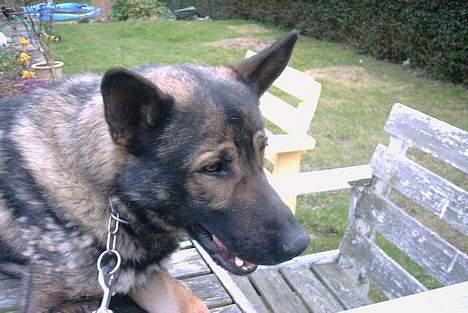 Schæferhund Wiliam (død) billede 15