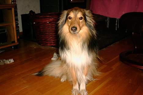 Shetland sheepdog Hero billede 11