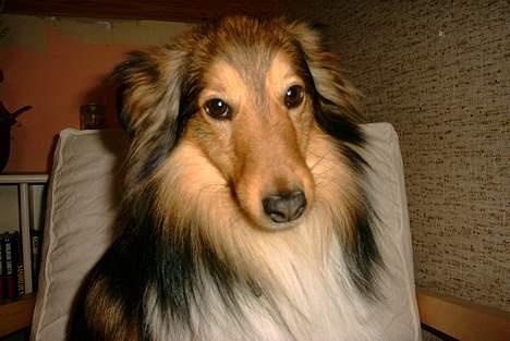 Shetland sheepdog Hero billede 12