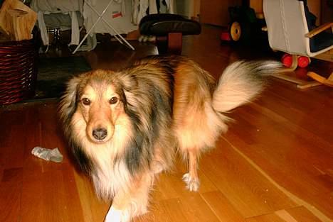 Shetland sheepdog Hero billede 13
