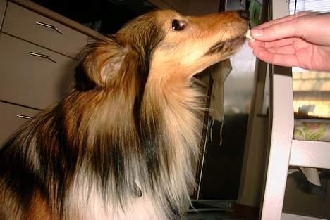 Shetland sheepdog Hero billede 14