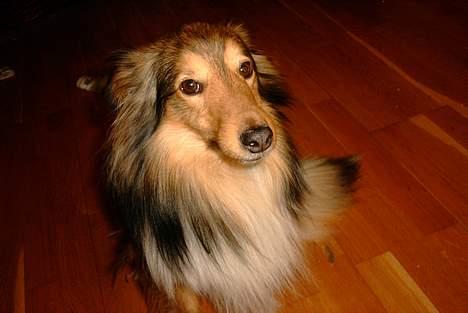 Shetland sheepdog Hero billede 15